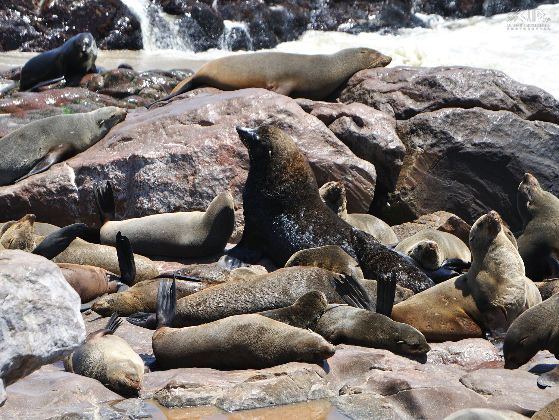 Cape Cross - Sea lions  Stefan Cruysberghs